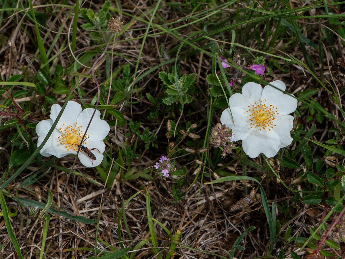 Bl&uuml;ten am Boden